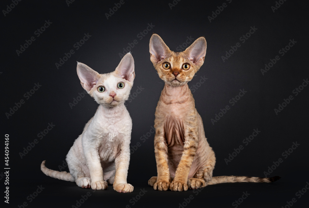 Cute litter of two Devon Rex cat kittens, sitting facing front. Looking curious towards camera. isolated on a black background.
