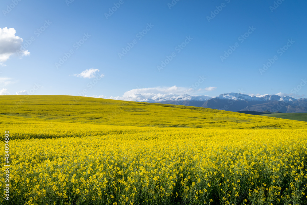 Canola or rapeseed field and the snow covered Riviersonderend Mountains. Near Greyton. Overberg. Western Cape. South Africa