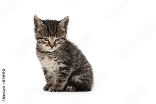 Angry little cat on a white background