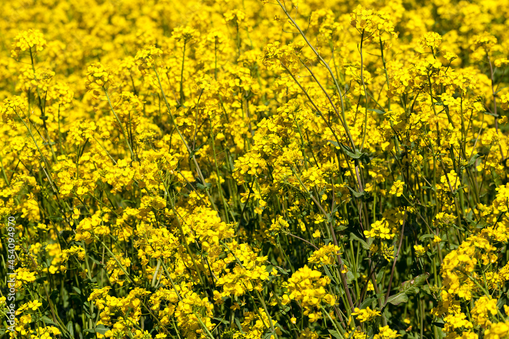 flowering rapeseed with a lot of yellow flowers flowering rapeseed with a lot of yellow flowers
