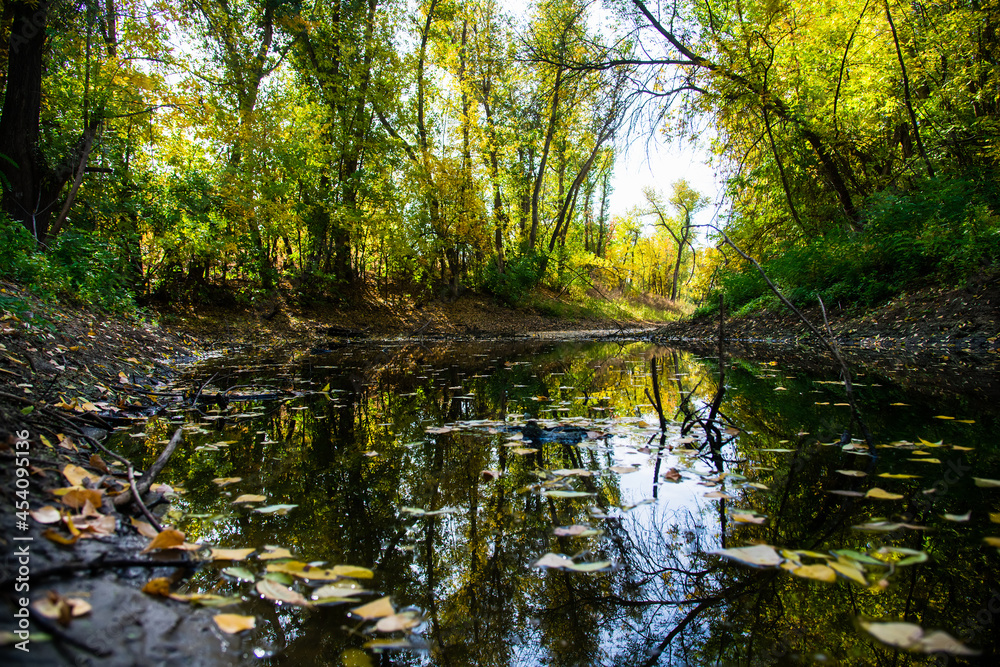 Fototapeta premium A stream in the middle of the forest