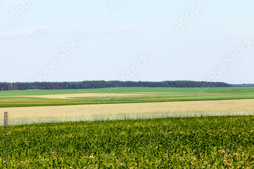 an agricultural field where cereals are grown