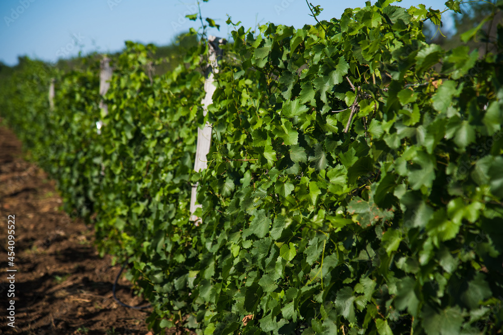 Rows of green vineyards in the summer season