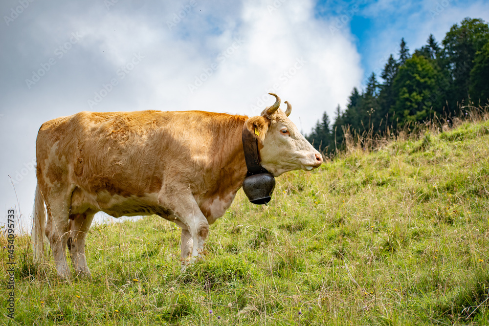 Beautiful swiss cows. Alpine meadows. Mountains.
Beautiful swiss cows. Alpine meadows. Mountains.
