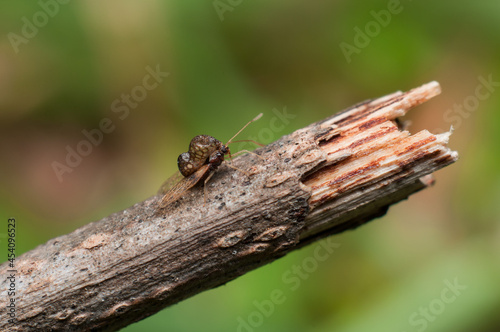 Tiny and small unknown laced bug not bigger than a sesame seed. Unknown Laced Bug. Peanut-like shell exoskeleton almost transparent and hardly visible with naked eye.