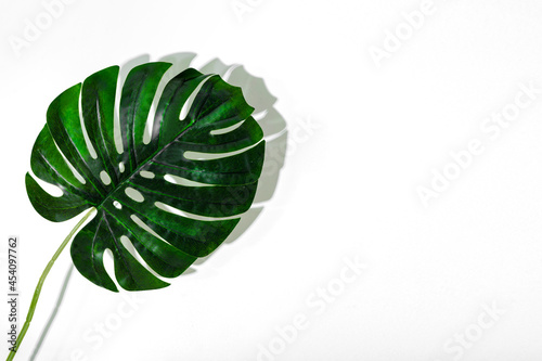 Monstera leaf. Tropical jungle Monstera leaves isolated, Swiss Cheese Plant, isolated on white background.