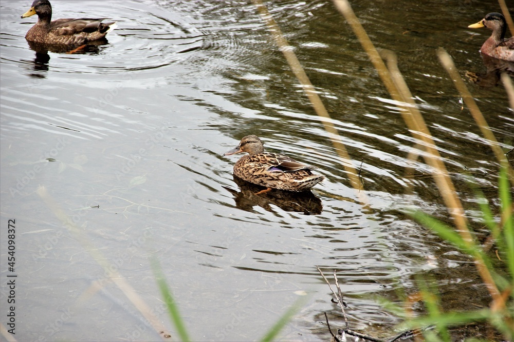 duck in the pond duck in the pond