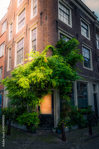 Fototapeta Naklejka Na Ścianę i Meble -  Unique building's front door buried in green foliage somewhere in the city of Amsterdam, the Netherlands