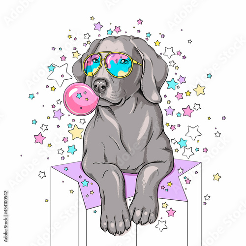 Cute weimaraner dog on a background of stars. Dog with bubble gum Image for printing on any surface