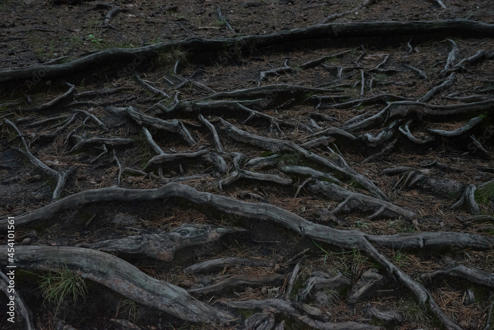 dark pine roots with natural patterns dark pine roots with natural patterns