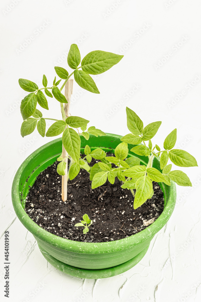 Seedling tomato in a pot on a white background Seedling tomato in a pot on a white background