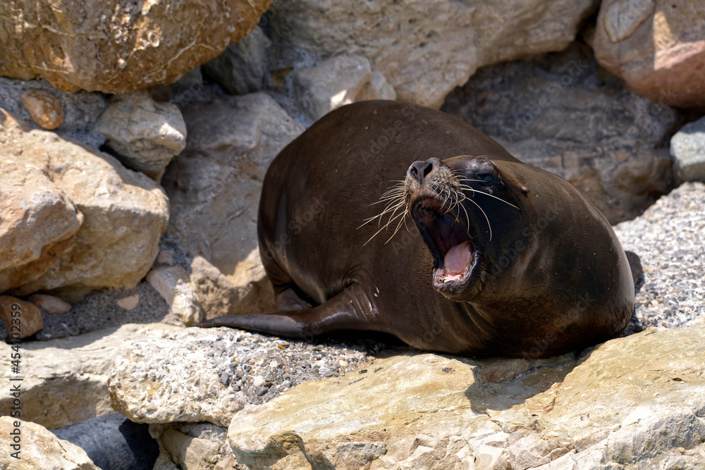 Fototapeta premium South American sea lion or Patagonian sea lion (Otaria flavescens, formerly Otaria byronia), on a rock and open mouth