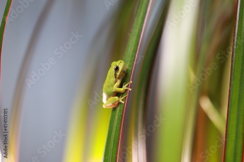 Laubfrosch