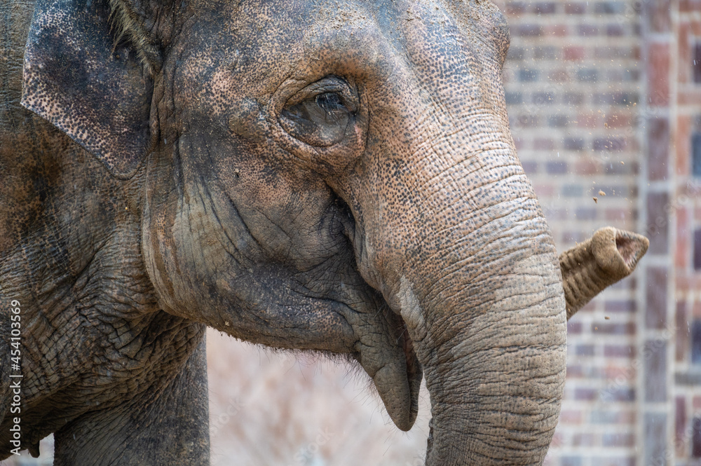 Obraz premium Elefant Ton in Ton