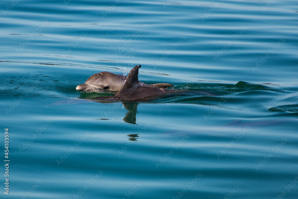 Fototapeta premium Dolphins surfacing in seaside bay