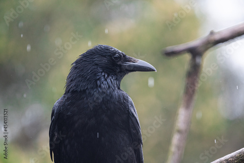 crow in the rain