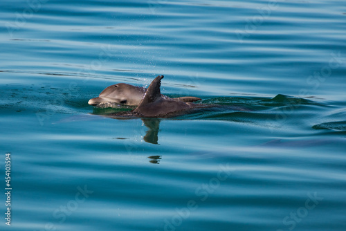 Dolphins surfacing in seaside bay