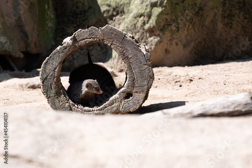 wood and animal
 photo