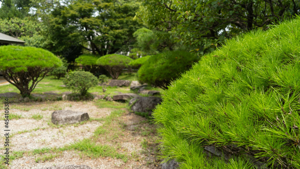 日本庭園に生える松。日本のイメージ。 日本庭園に生える松。日本のイメージ。