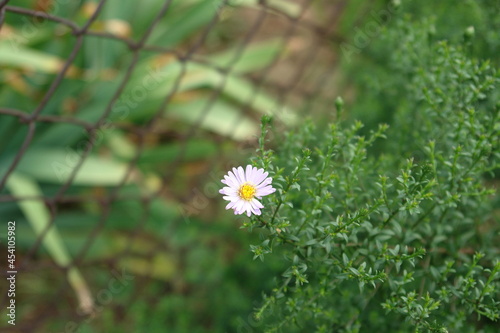 daisy flower in the grass