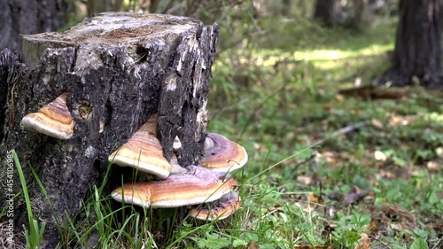 Birch stump and woody chaga mushrooms. Autumn forest, chaga mushroom on the tree photo