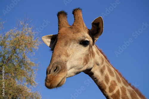 Wild african animal . Close up of large common  Namibian giraffe on the summer blue sky. © Yuliia Lakeienko