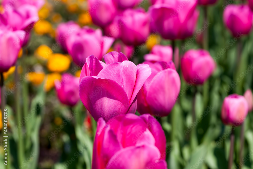garden with tulips in the summer season garden with tulips in the summer season