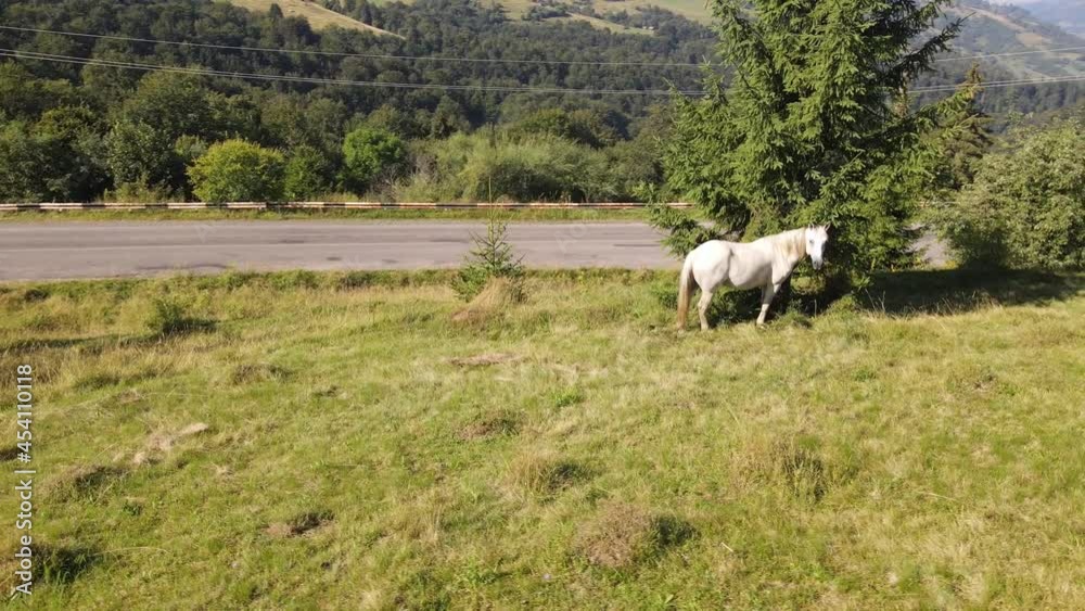 Beautiful horse, great design for any purposes. Scenic nature landscape view. Beautiful scenery, nature. Beautiful mountain landscape view Beautiful horse, great design for any purposes. Scenic nature landscape view. Beautiful scenery, nature. Beautiful mountain landscape view