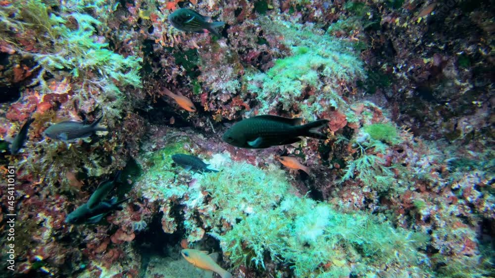 Underwater life - Little cardinal fishes in a colourful scene Underwater life - Little cardinal fishes in a colourful scene