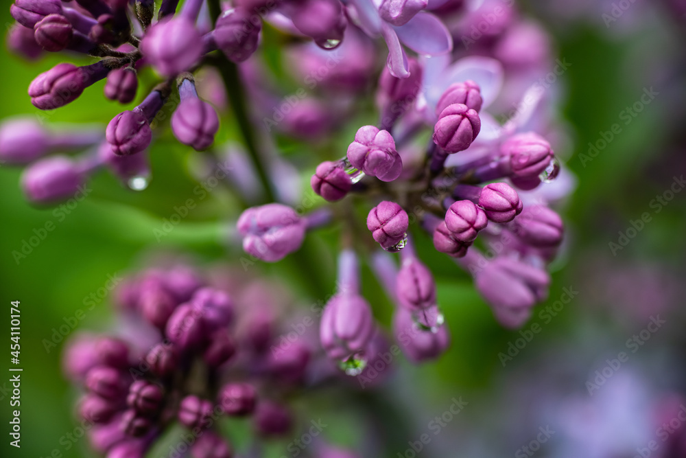 Lilac garden trees under the rain nature spring time with free space text Lilac garden trees under the rain nature spring time with free space text