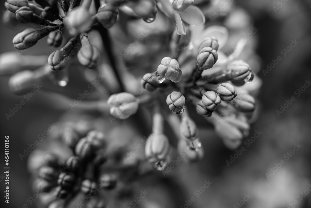 Lilac garden trees under the rain nature spring time with free space text Lilac garden trees under the rain nature spring time with free space text