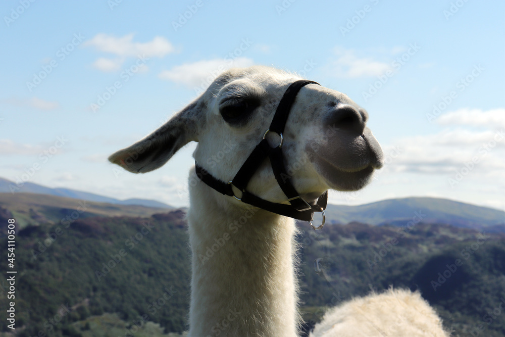 smiling alpaca in the mountains