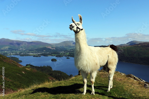 Happy Alpaca in the mountains