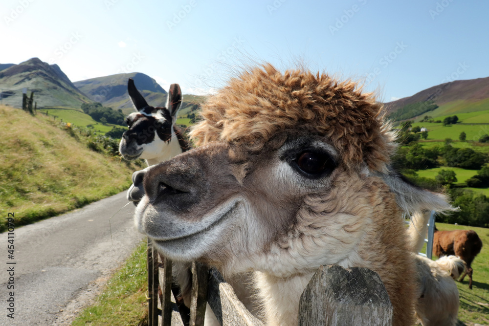Fototapeta premium Beautiful and friendly Alpaca in the mountains