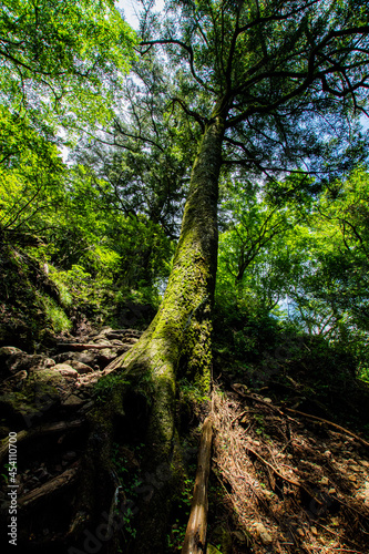 path in the forest