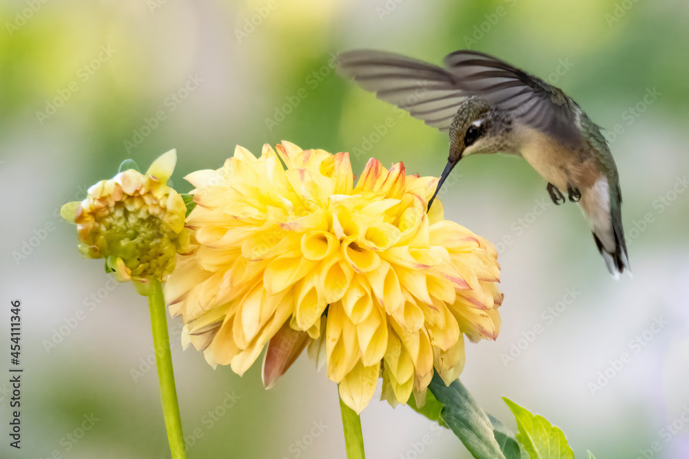Fototapeta premium Hummingbird on flower