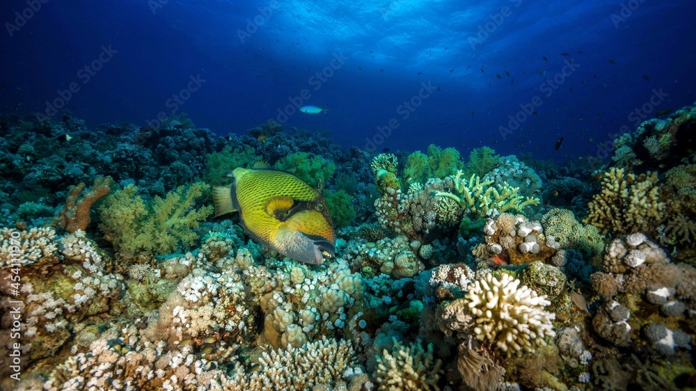 Fototapeta premium fish dream