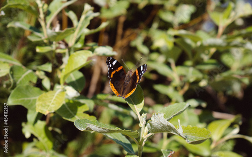 butterfly on a leaf