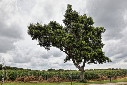 Corn Field Pecan Tree photo