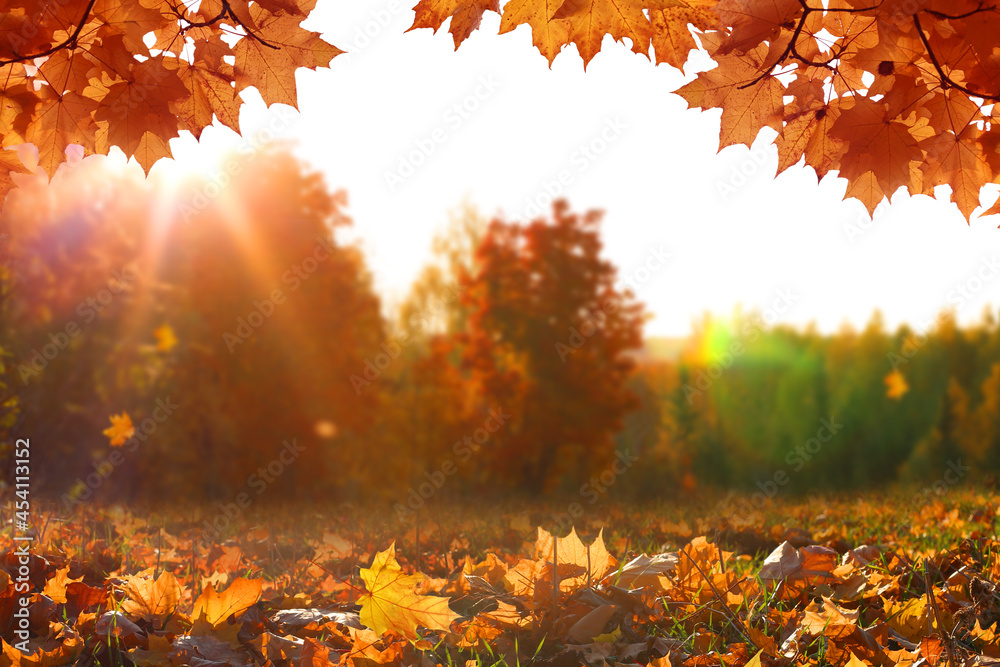 Colorful forest in sunlight. Autumn landscape with trees and sun. Beautiful foliage in the park. Falling leaves natural background