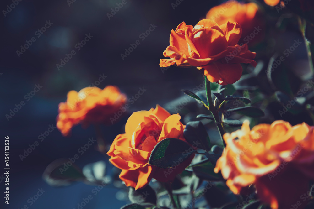 Nền hoa hồng đỏ cam u uất - Hãy thưởng thức vẻ đẹp cuốn hút của nền hoa hồng đỏ cam u uất, mang đến sự mãnh liệt và nồng nàn từ những cánh hoa tươi tắn.