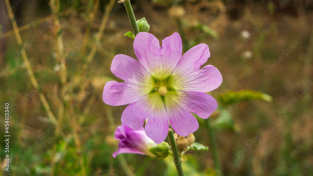 Obraz premium purple flower