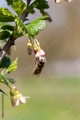 blooming gooseberries in the summer