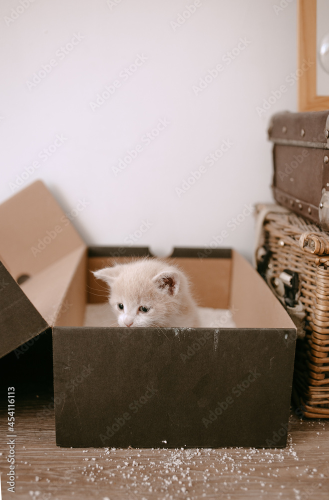 ginger kitten tame to litter box