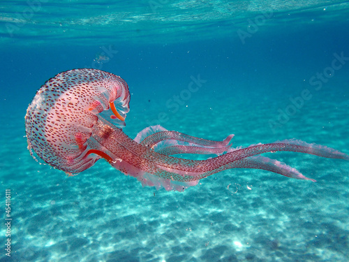 jellyfish pelagia noctiluca in the sea of Elba island