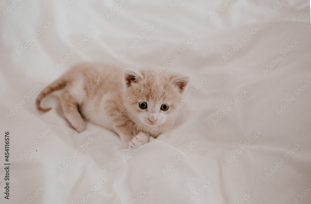 ginger kitten laying in the white bed ginger kitten laying in the white bed