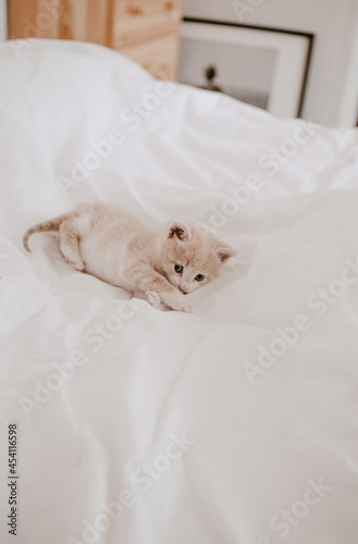 ginger kitten laying in the white bed