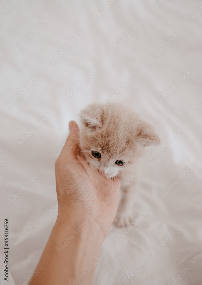 ginger kitten with the hand