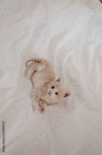 ginger kitten laying in the white bed