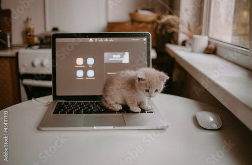 kitten playing with MacBook